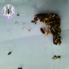 ISOPOD